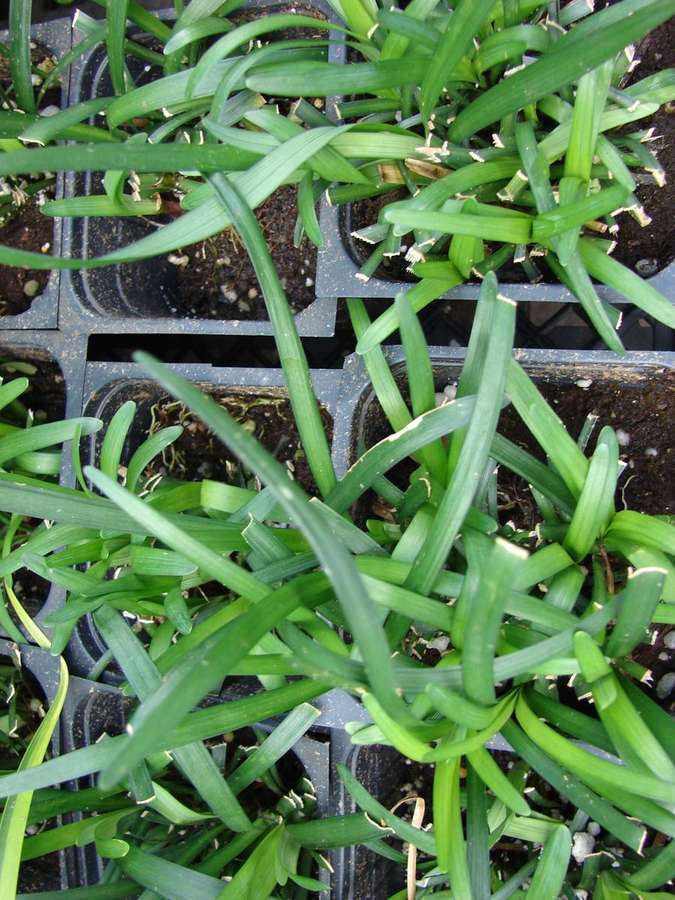 Lilyturf (Liriope muscari)