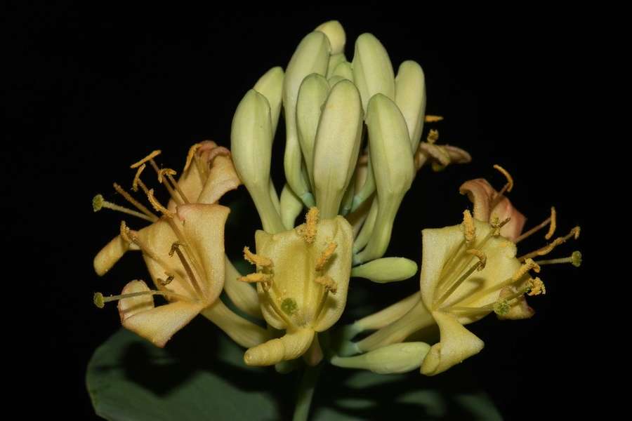 Limber Honeysuckle in flower