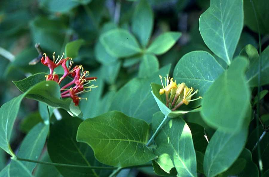 Limber Honeysuckle (Lonicera dioica)