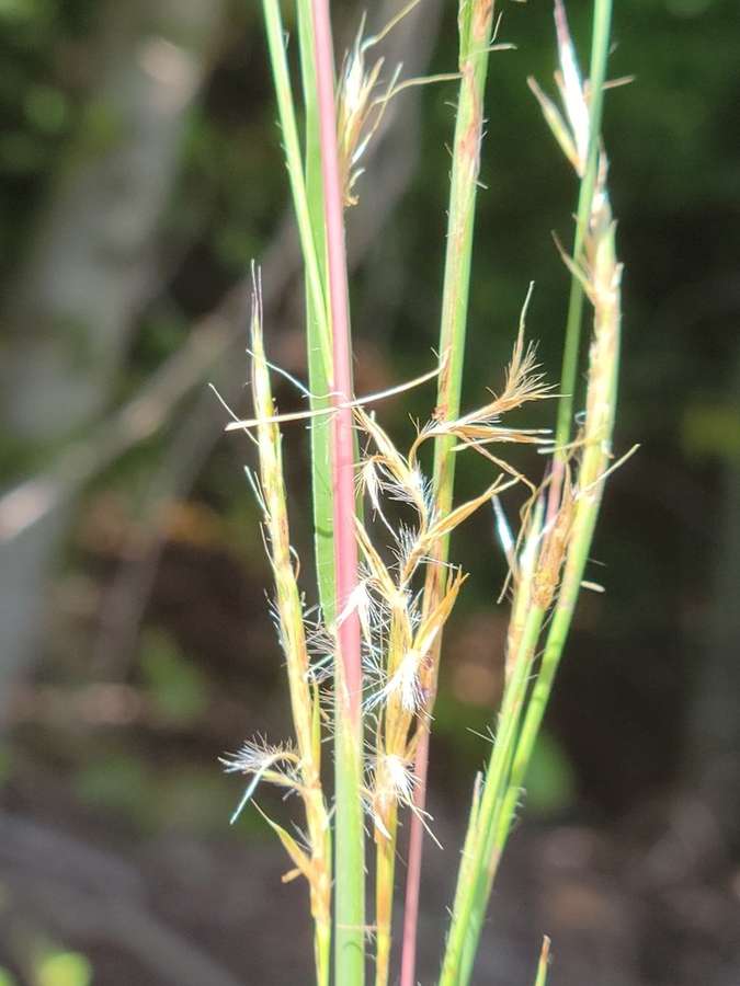 Little Bluestem in flower