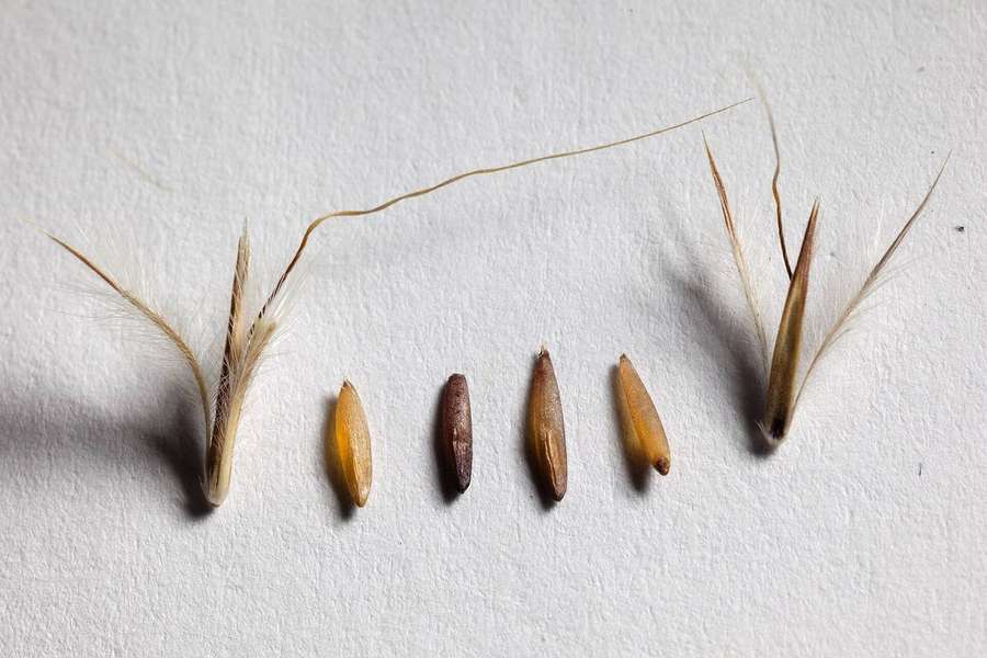 Little Bluestem (Schizachyrium scoparium)