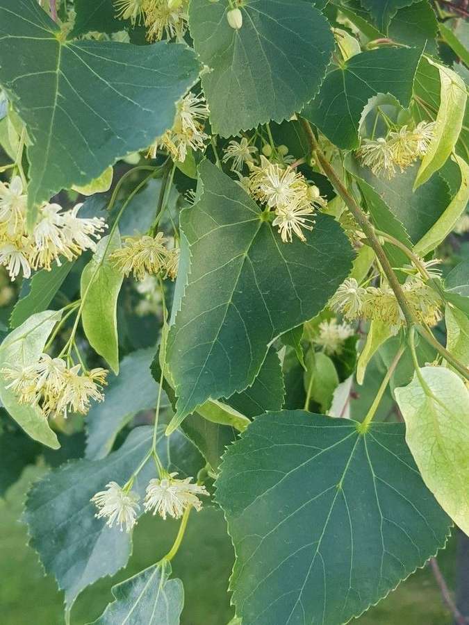 Littleleaf Linden in flower