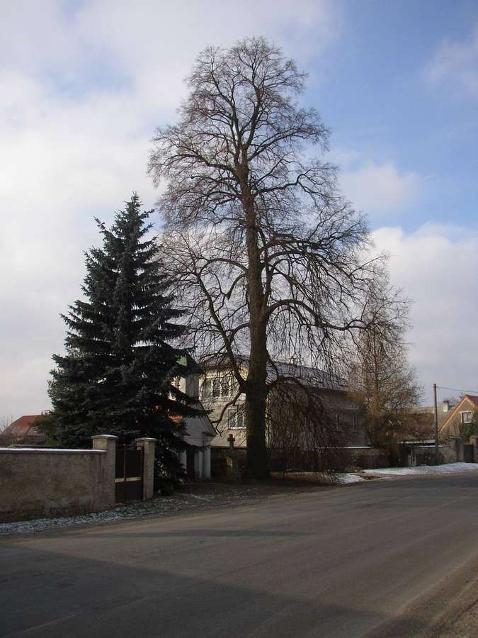 Littleleaf Linden (Tilia cordata)