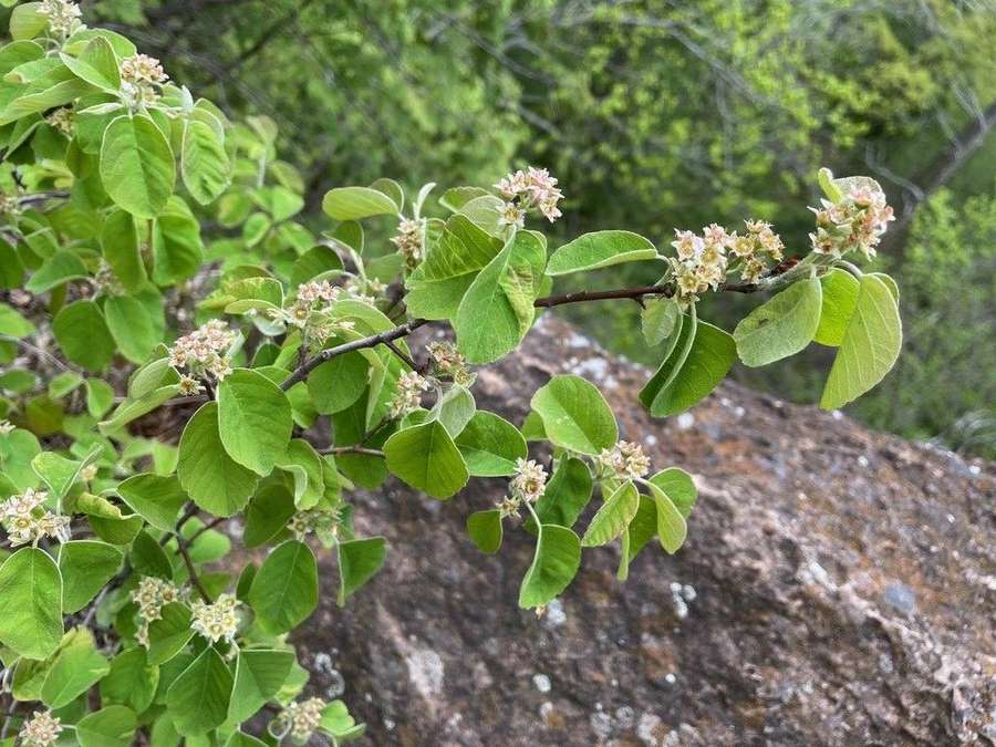 Low Serviceberry in flower