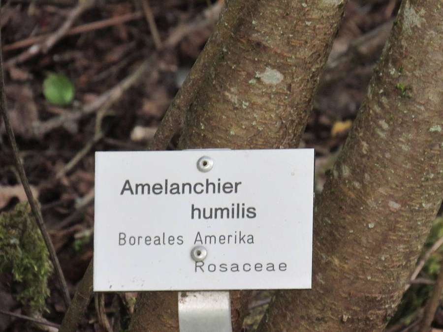 Low Serviceberry (Amelanchier humilis)
