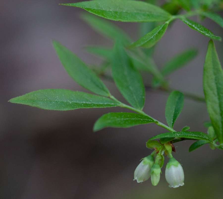 Lowbush Blueberry in flower