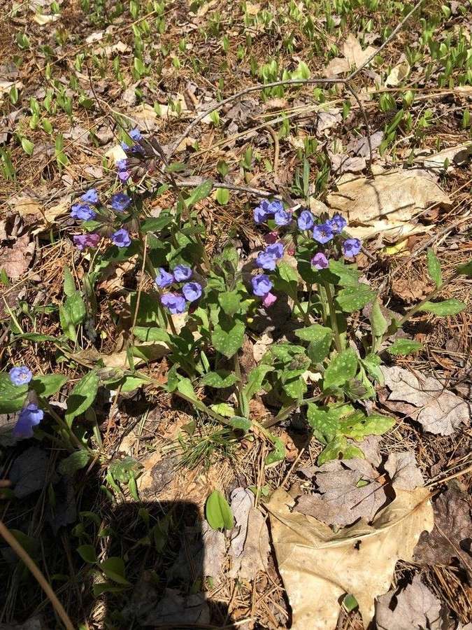 Lungwort in flower