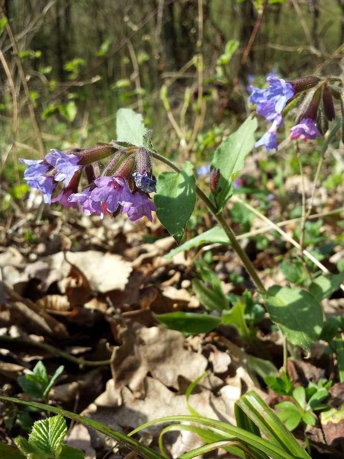 Lungwort (Pulmonaria officinalis)