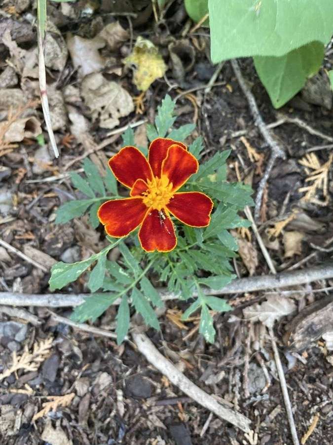 Marigold in flower