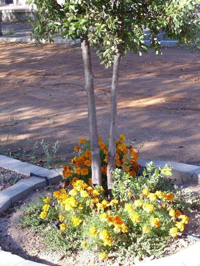 Marigold (Tagetes patula)