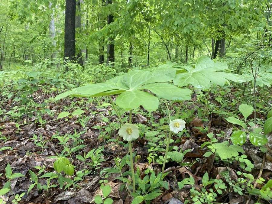 Mayapple (Podophyllum peltatum)
