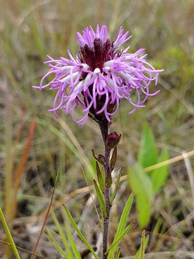 Meadow Blazing Star (Liatris ligulistylis)