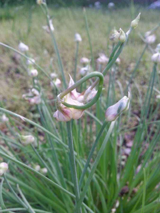 Meadow Garlic in flower