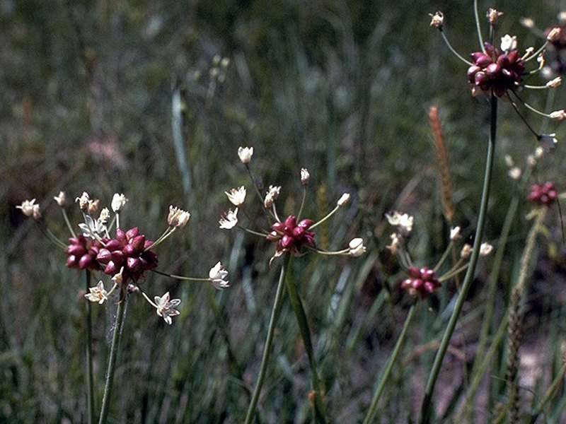 Meadow Garlic (Allium canadense)