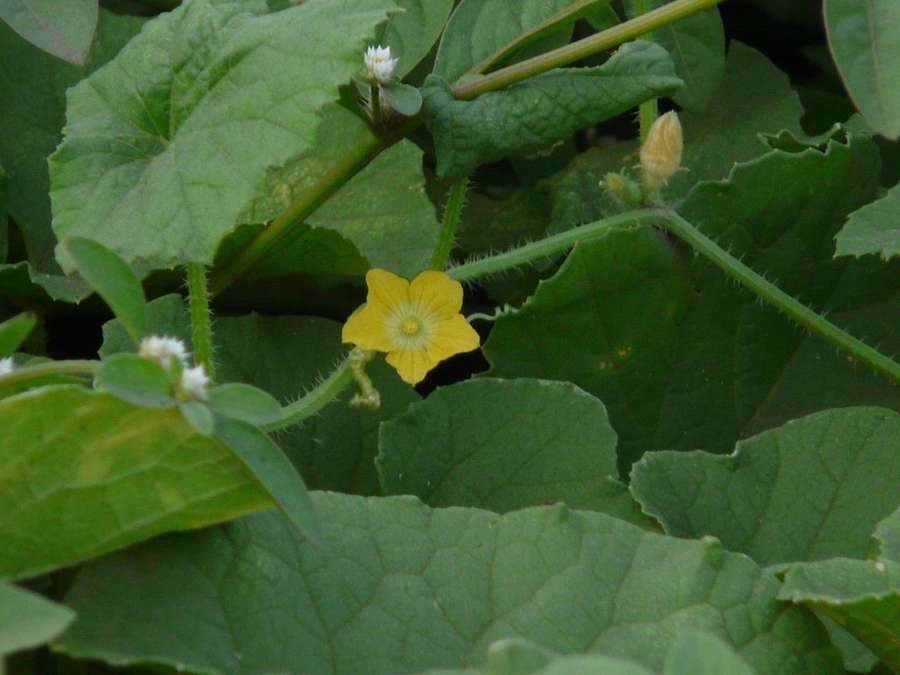 Melon in flower