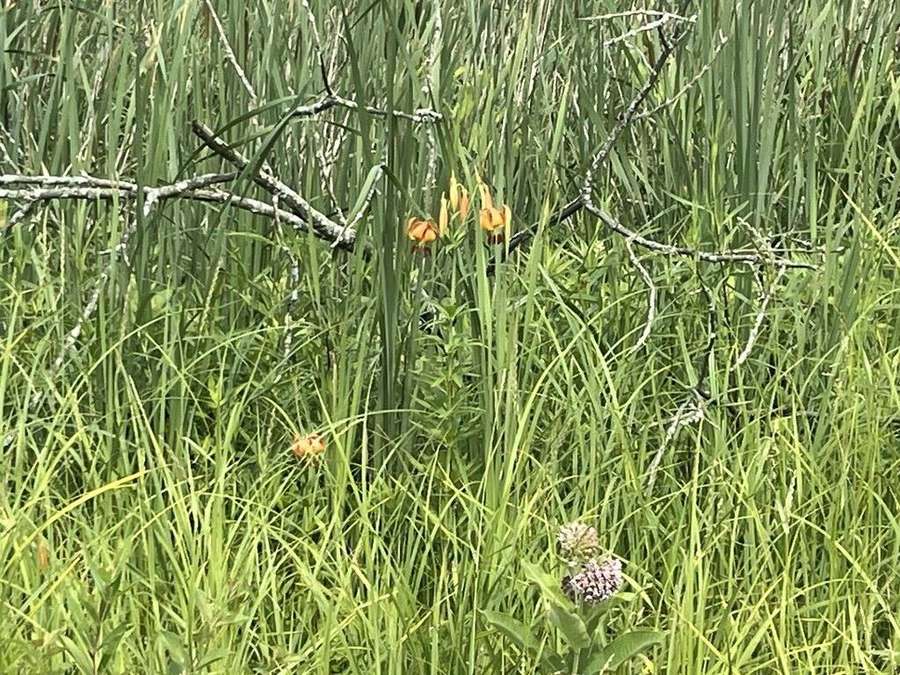 Michigan Lily (Lilium michiganense)