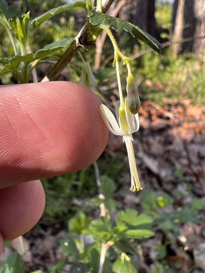 Missouri Gooseberry in flower