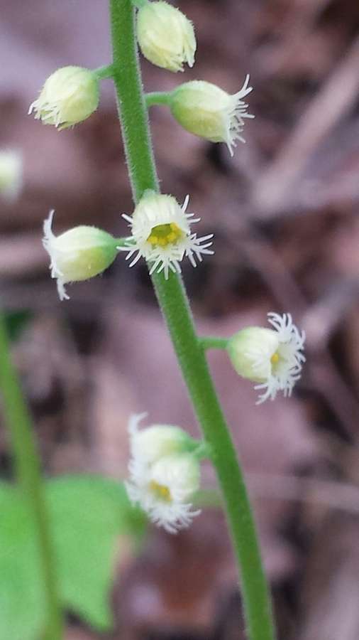 Miterwort in flower