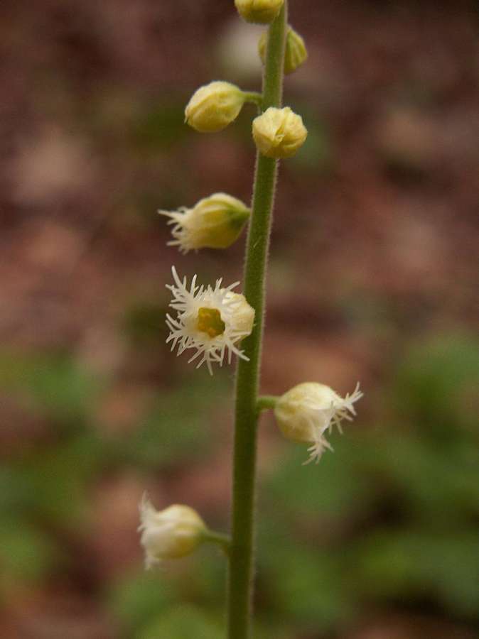 Miterwort (Mitella diphylla)