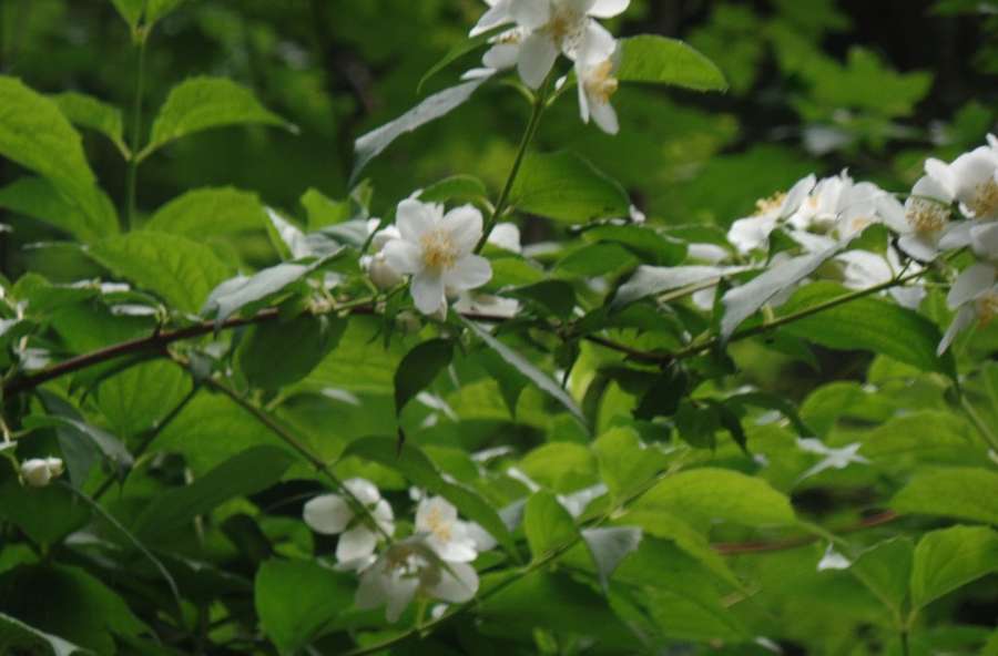 Mock Orange in flower
