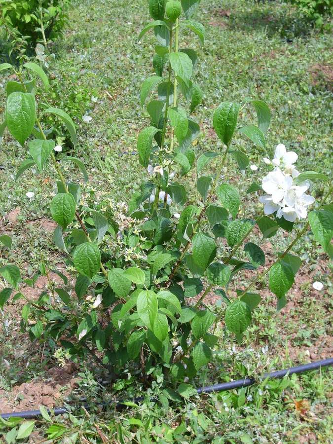 Mock Orange (Philadelphus coronarius)