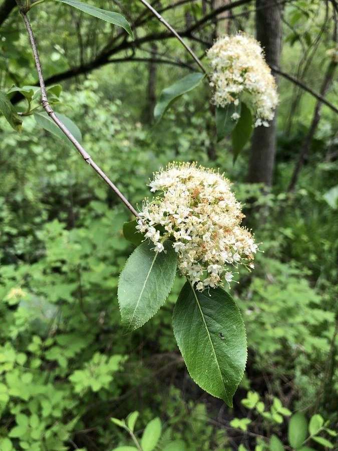 Nannyberry in flower