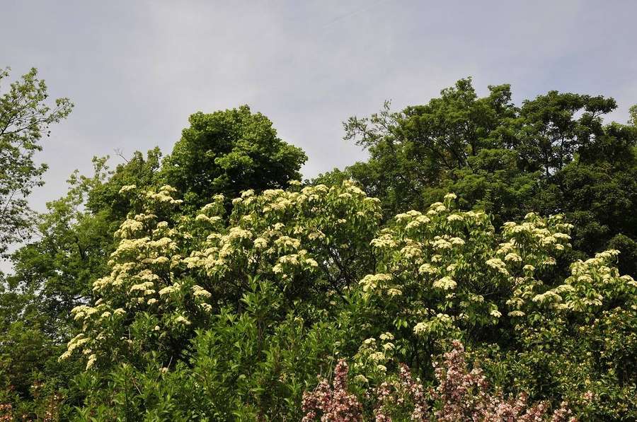 Nannyberry (Viburnum lentago)