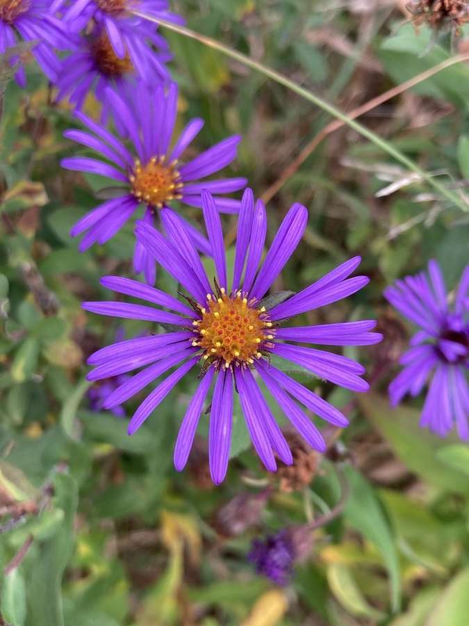 New England Aster in flower