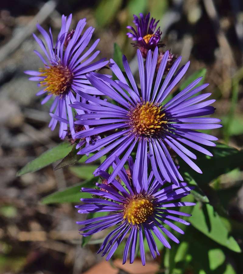 New England Aster (Symphyotrichum novae-angliae)