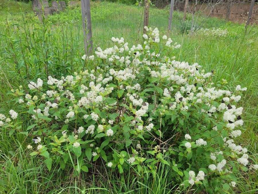 New Jersey Tea in flower