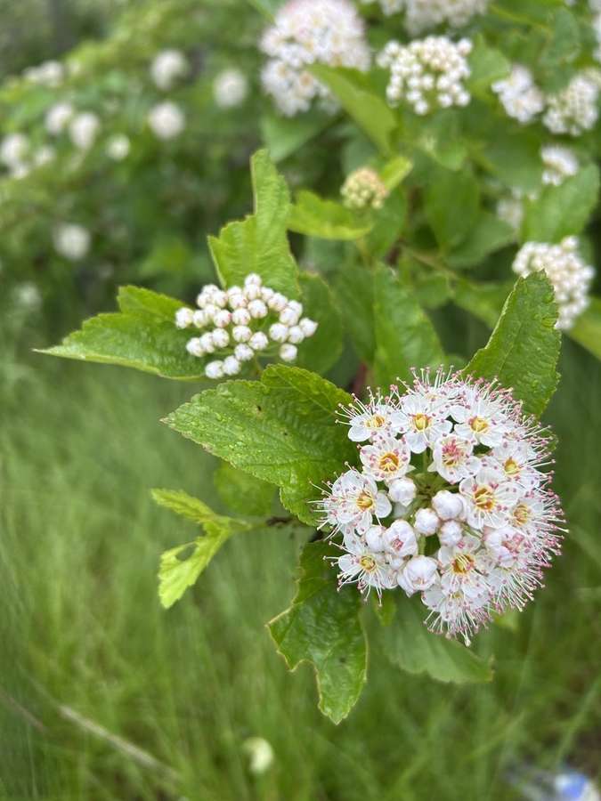 Ninebark in flower