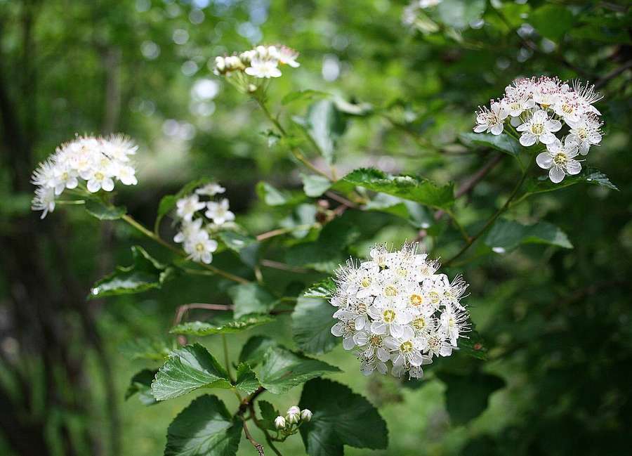 Ninebark (Physocarpus opulifolius)