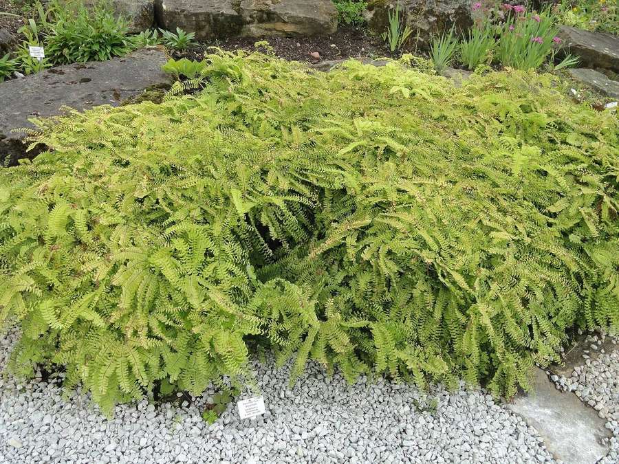 Northern Maidenhair Fern (Adiantum pedatum)