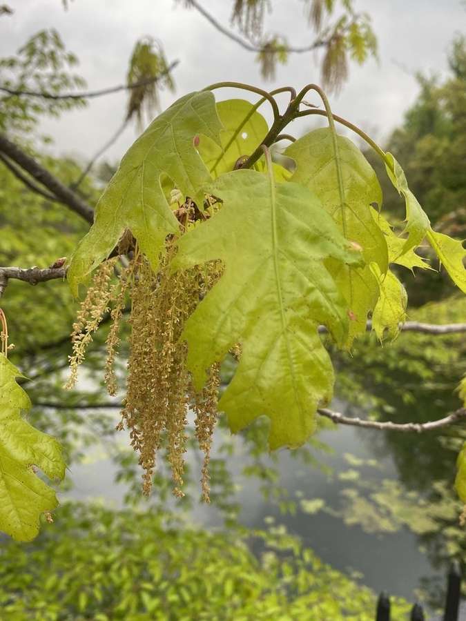 Northern Red Oak in flower