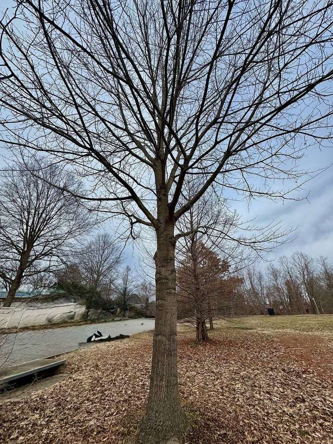 Northern Red Oak (Quercus rubra)