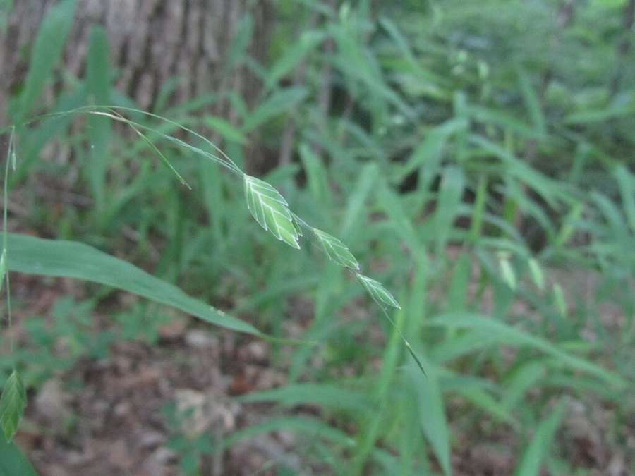 Northern Sea Oats in flower