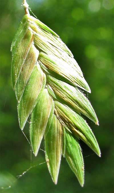 Northern Sea Oats (Chasmanthium latifolium)