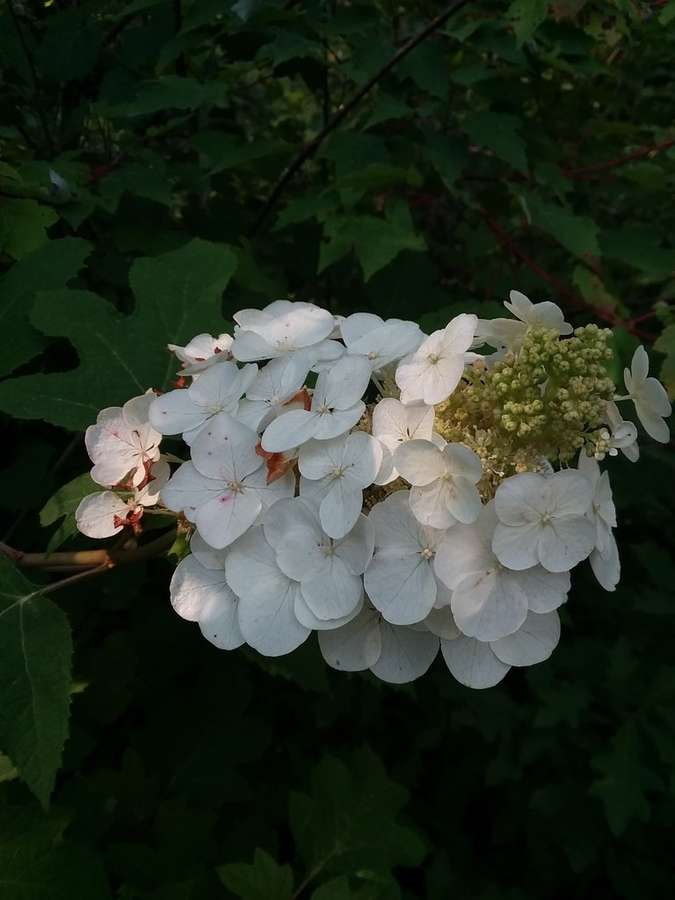 Oakleaf Hydrangea in flower