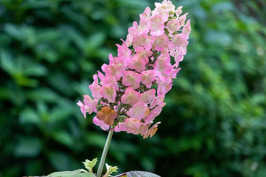 Oakleaf Hydrangea (Hydrangea quercifolia)