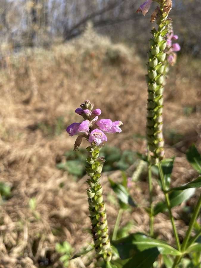 Obedient Plant in flower