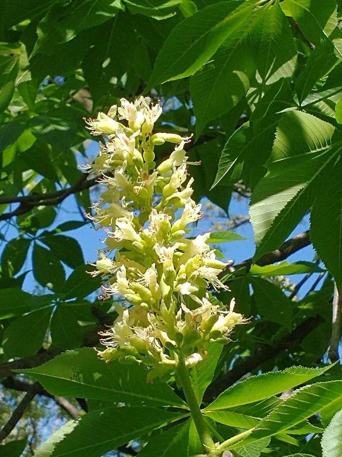 Ohio Buckeye (Aesculus glabra)