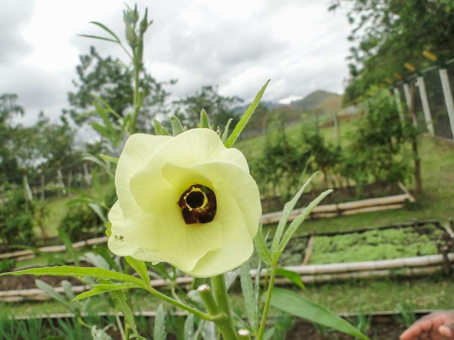 Okra in flower