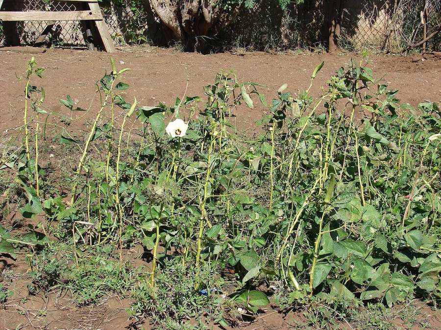 Okra (Abelmoschus esculentus)