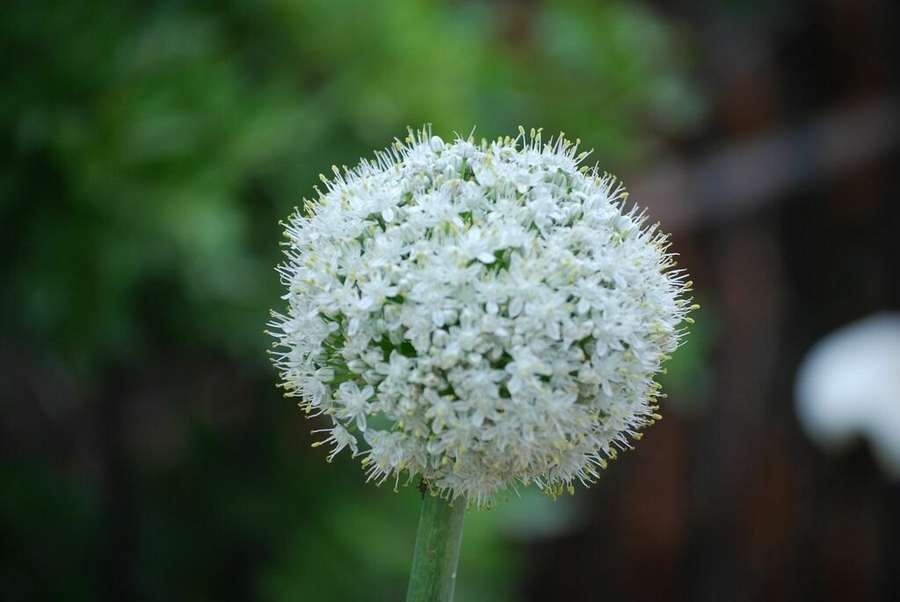 Onion in flower