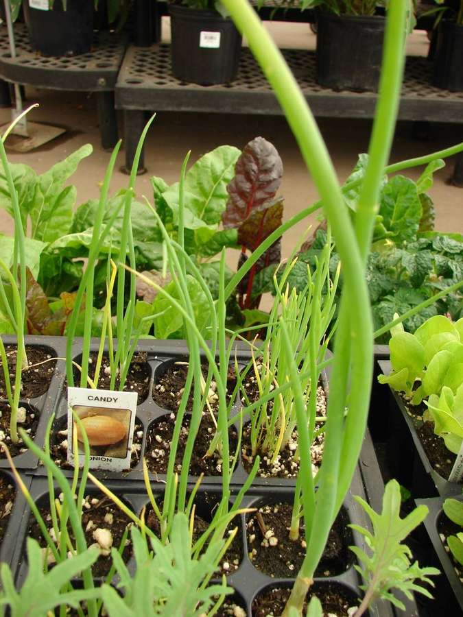 Onion (Allium cepa)