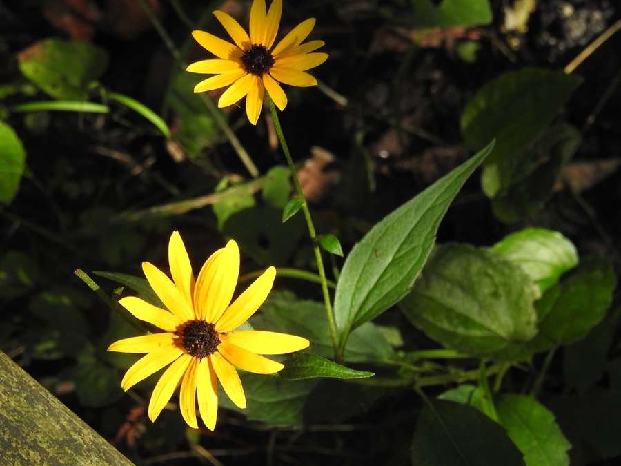 Orange Coneflower in flower