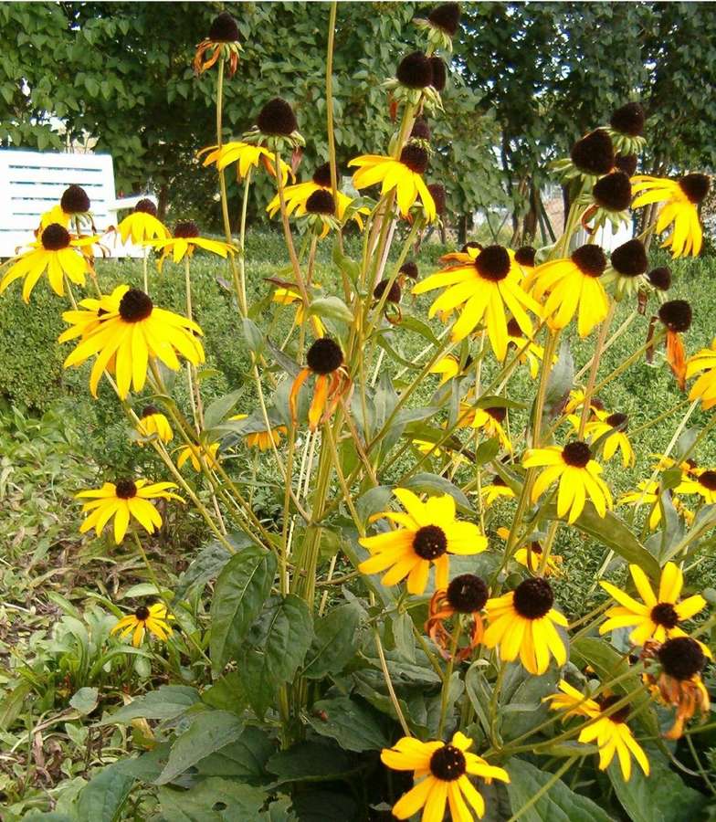 Orange Coneflower (Rudbeckia fulgida)