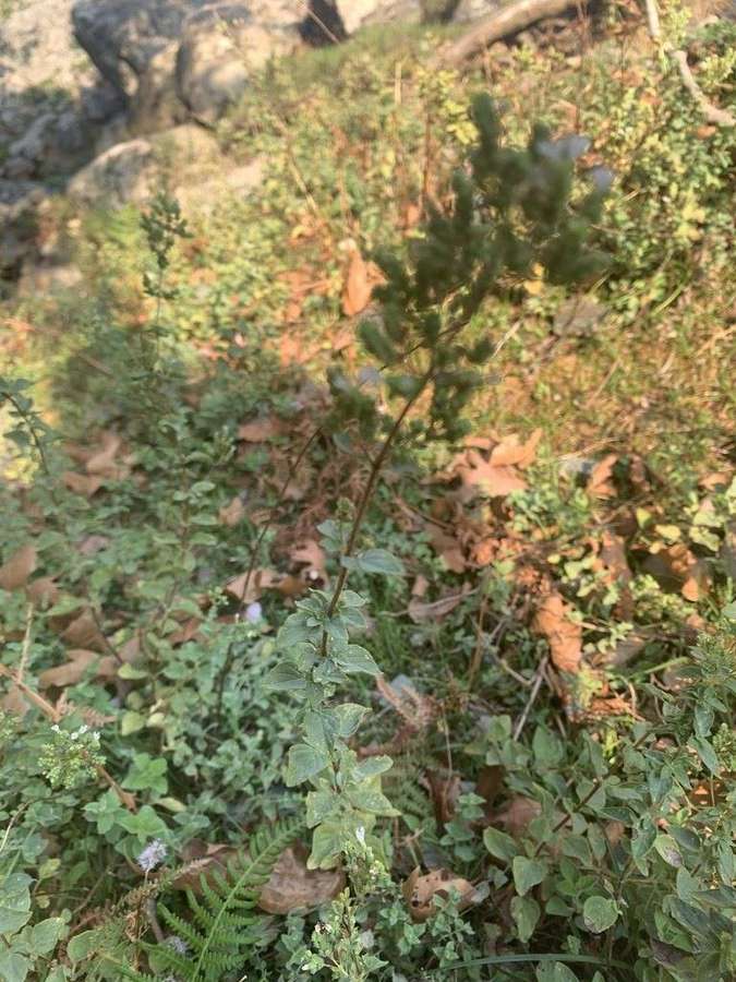 Oregano in flower