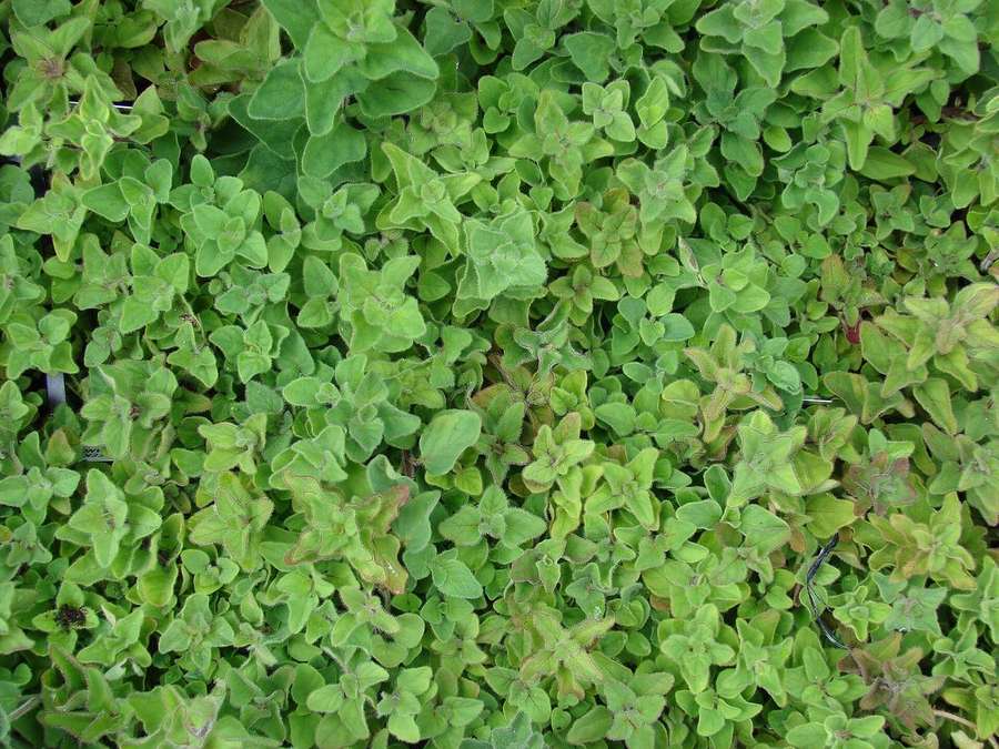 Oregano (Origanum vulgare)