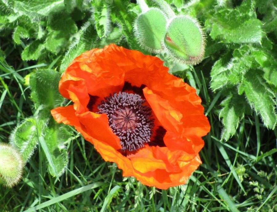 Oriental Poppy in flower